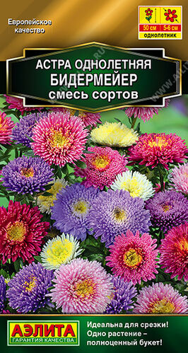 Астра Бидермейер, смесь сортов