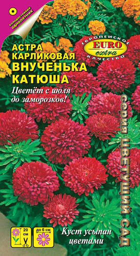 Астра Внученька Катюша карликовая  С