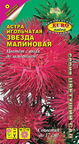 Астра Звезда Малиновая игольчатая  С
