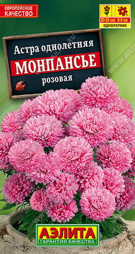 Астра Монпансье розовая, горшечная 