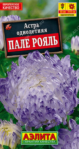 Астра Пале рояль, пионовидная