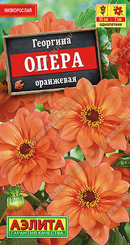 Георгина Опера оранжевая низкорослая